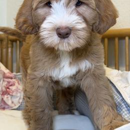 Hannah - Caramel female Australian Labradoodle puppy in Valley Springs, California from Blue Denim Doodles