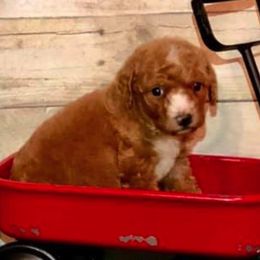 Poodles from Goldens Galore