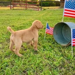 Labradoodle, Labrador Retriever, and Poodle Puppies from Laird Farms