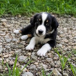 Ashitaka - Black tri male Miniature Australian Shepherd puppy in Macomb, Missouri from Show Me MO Aussies