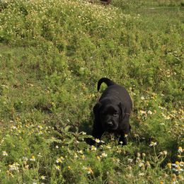 Sterling - Black Labrador Retriever puppy in Waco, Texas from Ancient Dogges