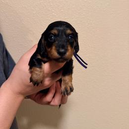 Purple - Black and tan female Dachshund puppy in Modesto, California from Once Upon a Mini Dachshund