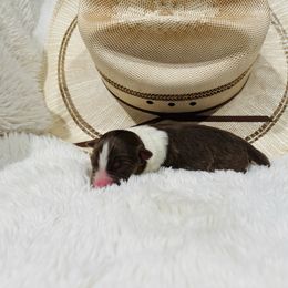 'Dana' - Red tri-color female Australian Shepherd puppy in Durand, Wisconsin from Larson’s Legacy Aussome Aussie Kennels