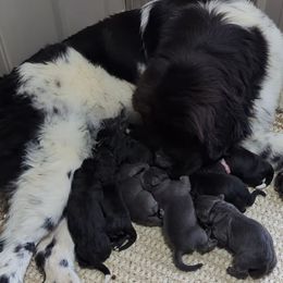 Gray male 1 - Gray male Newfoundland puppy in Burfordville, Missouri from Umfleet Farms