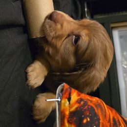 Dachshund Puppies from Tumbleweed Dachshunds