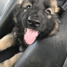 Shiloh Shepherd Puppies from Super Nova Shilohs