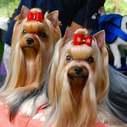 Yorkshire Terriers from Jeni-Lane's  Yorkshire Terriers