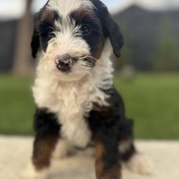 Ms. Pink - Black tri-color female Aussiedoodle puppy in San Antonio, Texas from Lovable Doodles SA