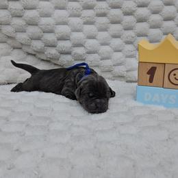 Blue collar - Gray male Cane Corso puppy in Fritch, Texas from Carrie Brown's Cane Corsos