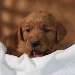 Anne - Golden female Golden Retriever puppy in Payette, Idaho from Stonewick Retrievers