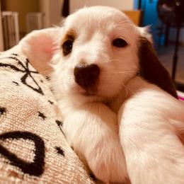 Bebe - Piebald female Dachshund puppy in Petersburg, Virginia from Wiggle Waddle Dachshunds