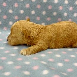 Baby Girl Red Toy - Red  female Poodle puppy in Niota, Tennessee from Furbaby Blessing AKC Toy Poodles