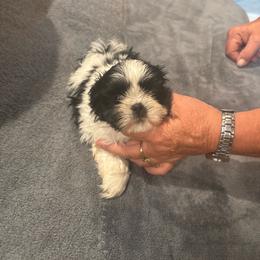 Puppy 3 - Black and white male Shih Tzu puppy in Martinton, Illinois from Iroquois River Beagles