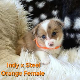 Orange collar - White and red female Pembroke Welsh Corgi puppy in Wayne City, Illinois from Lash Livestock & Corgis