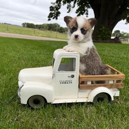 Mac - Red male Pembroke Welsh Corgi puppy in Rose, Nebraska from Clearsky Corgis
