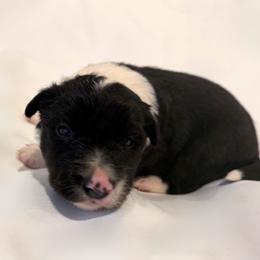 Gavin - Black and white male Border Collie puppy in Paris, Texas from Broadmoor Farm