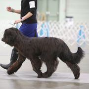 Briard Puppies from Sendero Briards