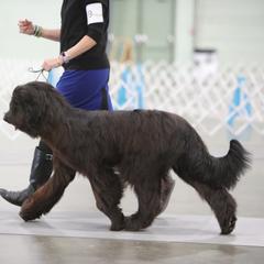 Briard Puppies from Sendero Briards