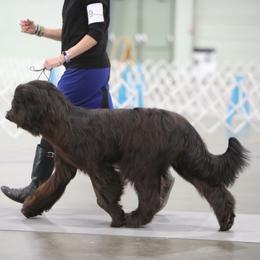 Briard Puppies from Sendero Briards