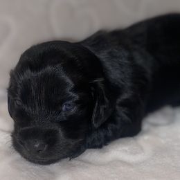 Dachshunds from Davis Dachshunds