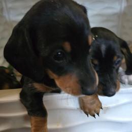 Roscoe - Black and tan male Dachshund puppy in Oklahoma City, Oklahoma from Hamm Weenies  AKC (Dachshunds)