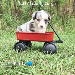 Puppy #2 - Blue merle and white American Corgi puppy in Cameron, North Carolina from Butts Family Corgis