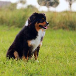 Secret - Toy Australian Shepherd