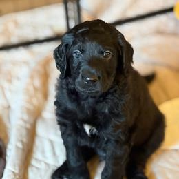 Jack-O-lantern - Black male Goldendoodle puppy in Beech Bluff, Tennessee from White Oak Kennel