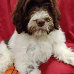 Portuguese Water Dogs from Wood's Edge Portuguese Water Dogs