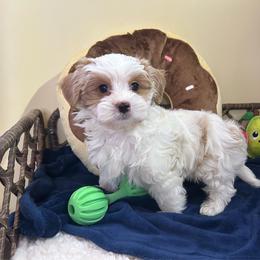 Snuggly Blonde Parti Coloration Yorkie Male - Parti male Yorkshire Terrier puppy in Benson, Arizona from Happy Tails Yorkies