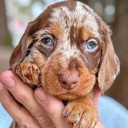 Big boy - Dapple male Dachshund puppy in Michigan And Florida Locations, Michigan from UP North Dachshunds UPNDLLC