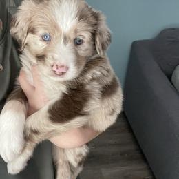 Australian Shepherd Puppies from Forgotten Coast Australian Shepherds
