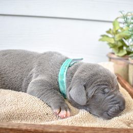 Meatball - Blue Great Dane puppy in Fort Worth, Texas from Cowtown Danes