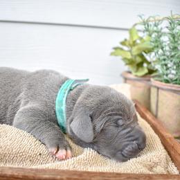 Meatball - Blue Great Dane puppy in Fort Worth, Texas from Cowtown Danes
