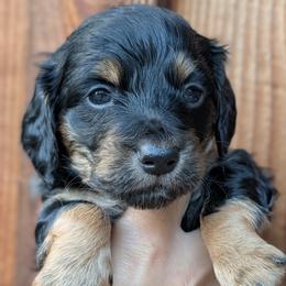 Blue Boy - Black and tan male Dachshund puppy in Chehalis, Washington from Hill Top Kennels