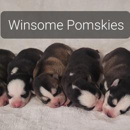 Pomsky puppies from Winsome Pomskies