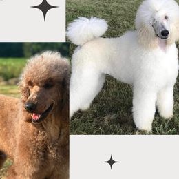 Poodle puppies from Twin Oak Goldendoodles