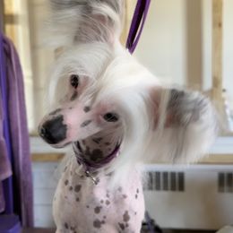 Babette - Chinese Crested