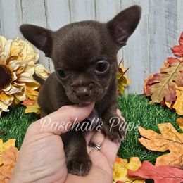 Ravioli - Chocolate and white male Chihuahua puppy in Bowdon, Georgia from Paschal's Pups