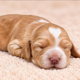 Archer - Apricot male Australian Labradoodle puppy in Connersville, Indiana from Dessie's Doodles