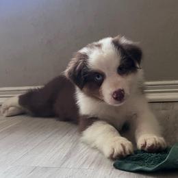 Verity (Pink) - Red tri-color female Australian Shepherd puppy in Navasota, Texas from Triple MMM Kennel
