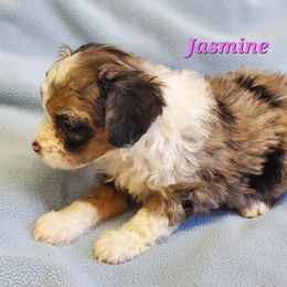 Jasmine - Blue merle female Aussiedoodle puppy in Grants Pass, Oregon from Down Under Doodles