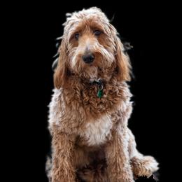 Nala - Goldendoodle