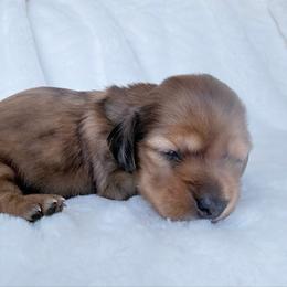 Andy - Red male Dachshund puppy in Richmond, Virginia from Irresistible Dachshunds & Cavaliers