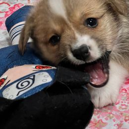 Kisses - Fawn Pembroke Welsh Corgi puppy in Sparta, New Jersey from CrestCottage Corgis