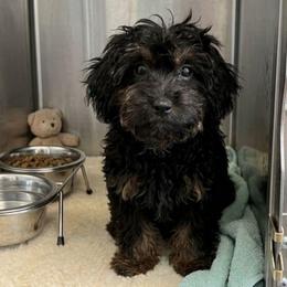 Chloe - Black and tan female Companion Cross puppy in Macon, Georgia from Shipoo Lane