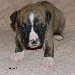 Boy 2 - Brown brindle male American Staffordshire Terrier puppy in Ninety Six, South Carolina from Emerald Creek Kennel
