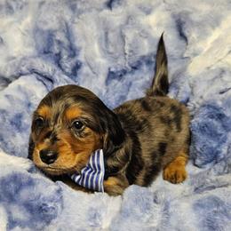 Frankie - Dapple male Dachshund puppy in Sylvania, Georgia from Dachshund and Co.