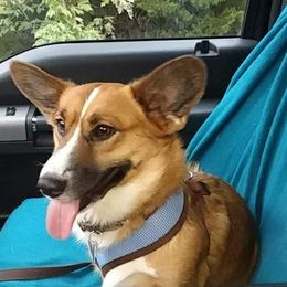 Tulsa - Cardigan Welsh Corgi