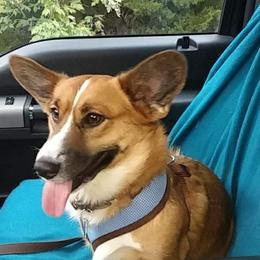 Tulsa - Cardigan Welsh Corgi